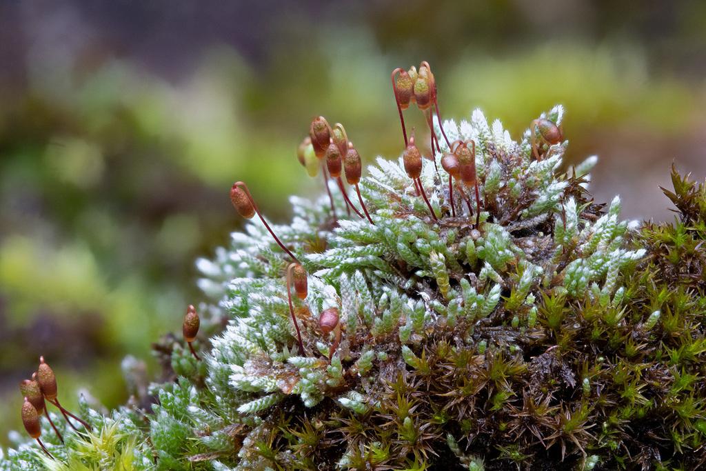 Silvery_Bryum_Moss