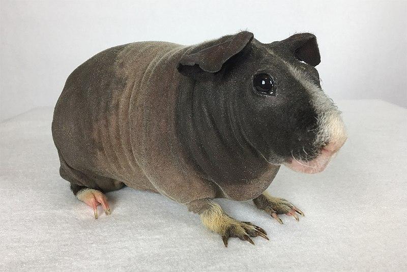 Skinny_Pig