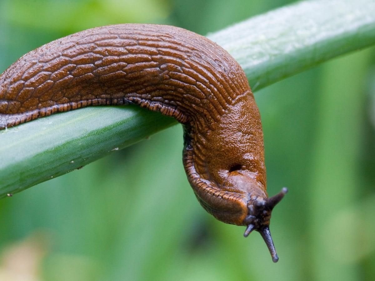 Slug