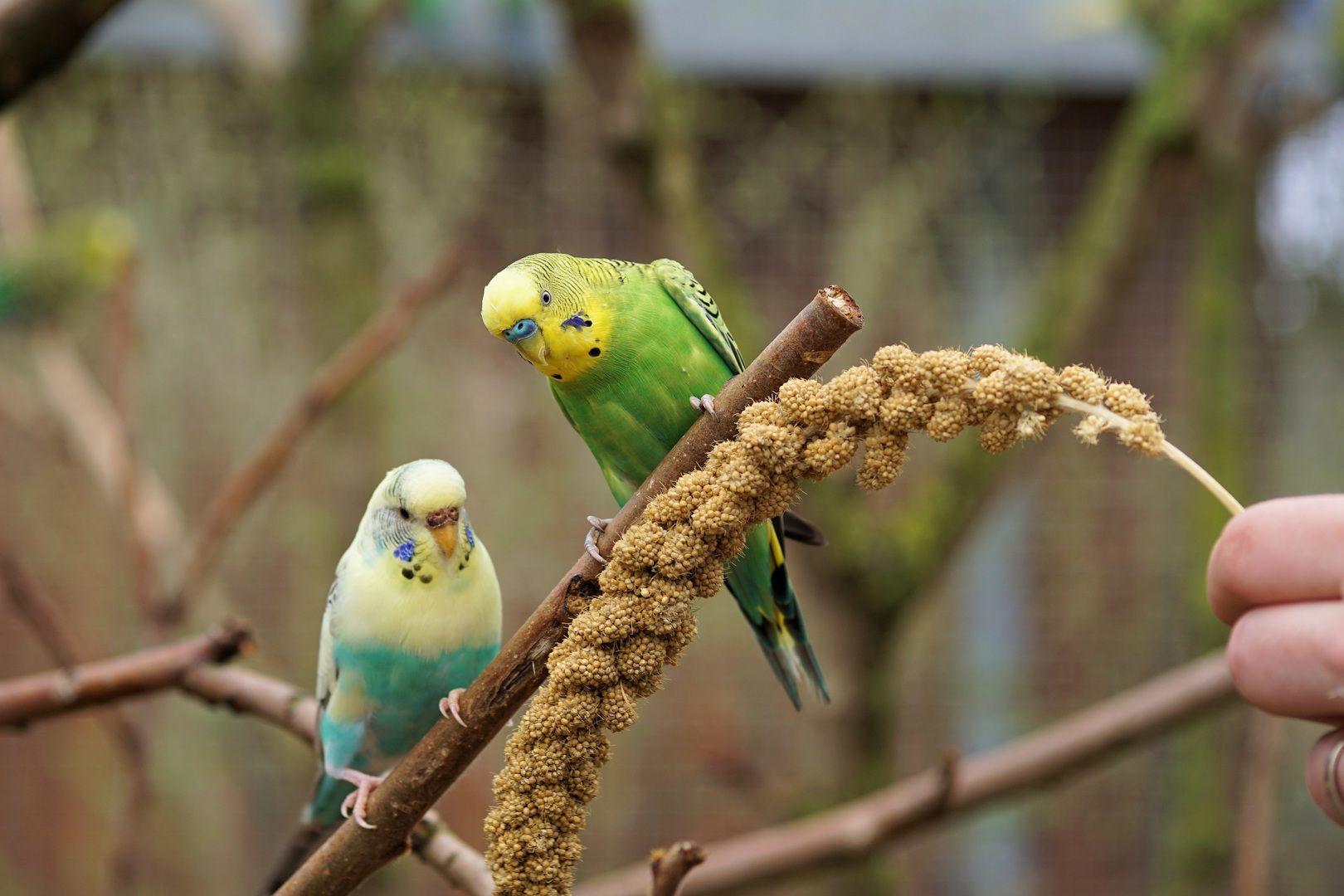 Small_Parrot_Budgie