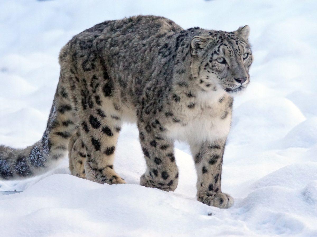 Snow_Leopard