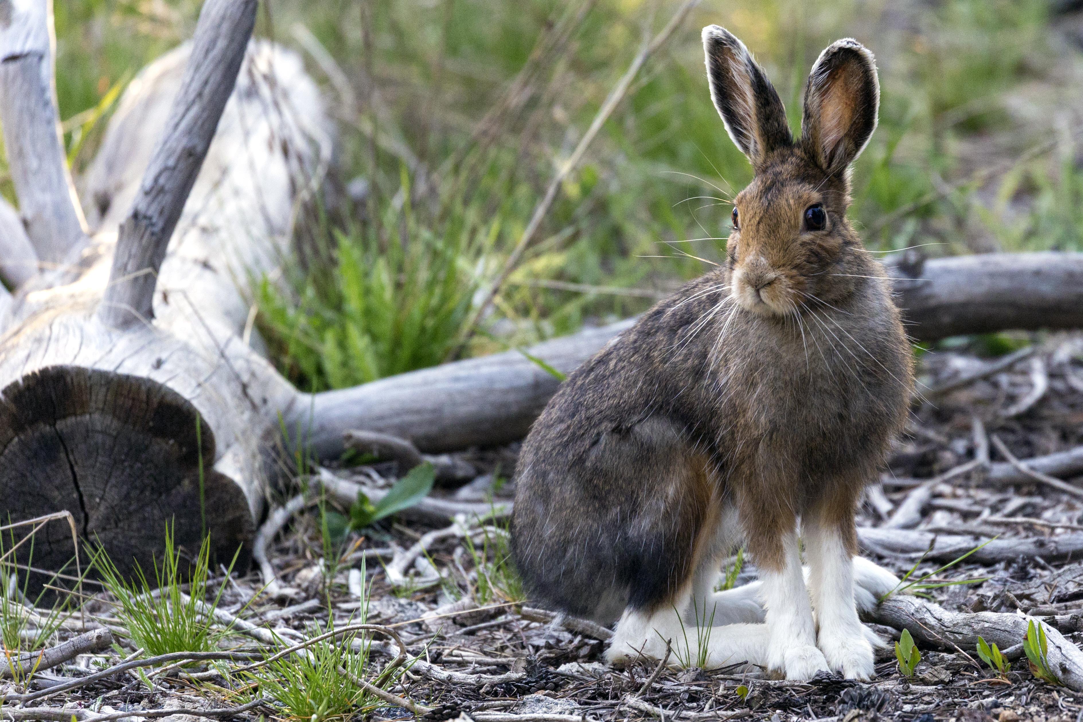 Snowshoe_Hare