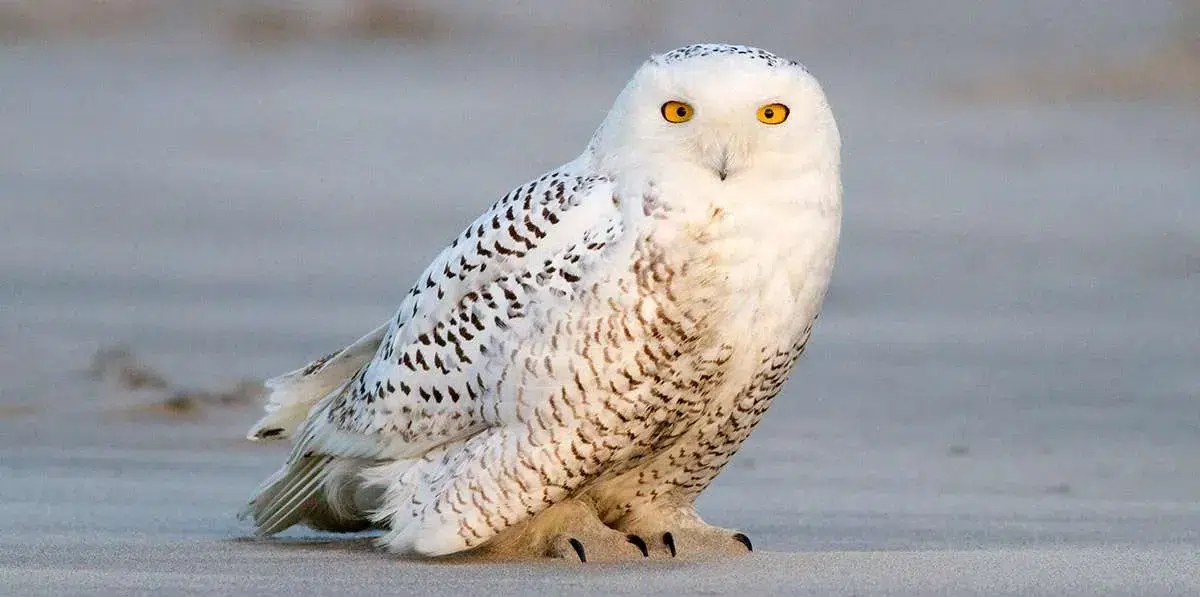 Snowy_Owl