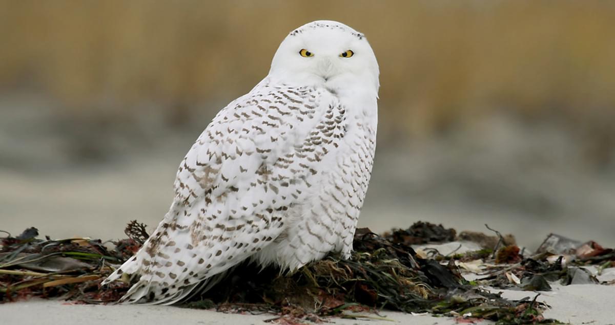 Snowy_Owl_Juvenile