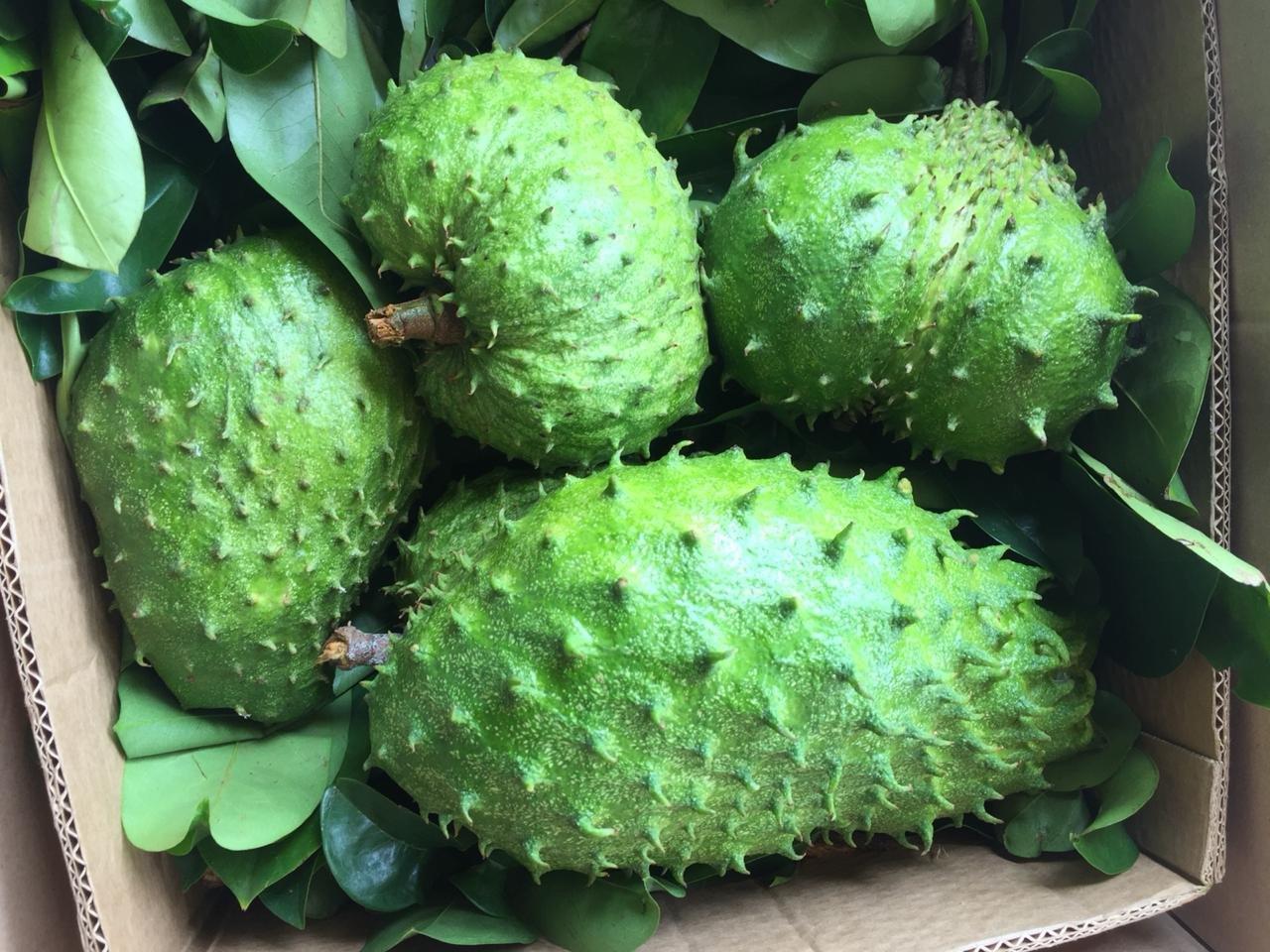 Soursop