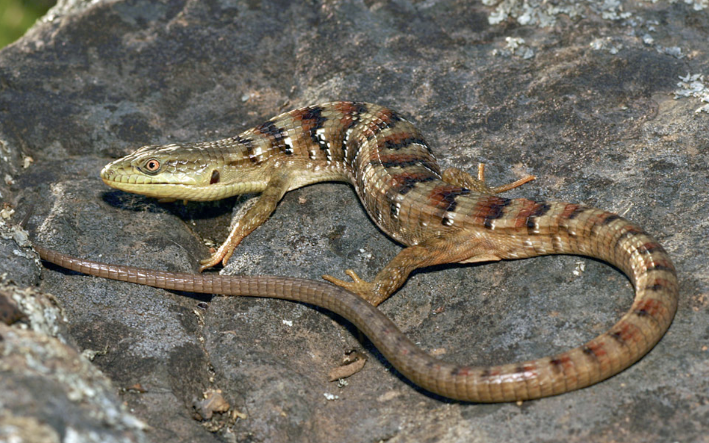 Southern_Alligator_Lizard