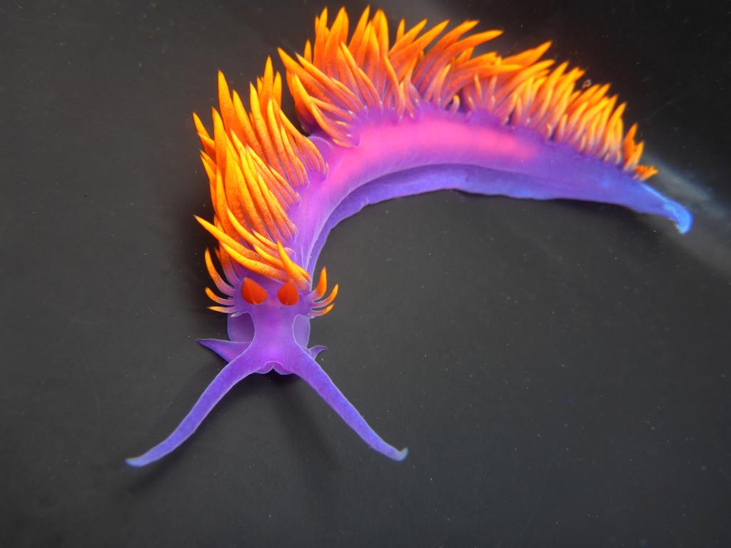 Spanish_Shawl_Nudibranch