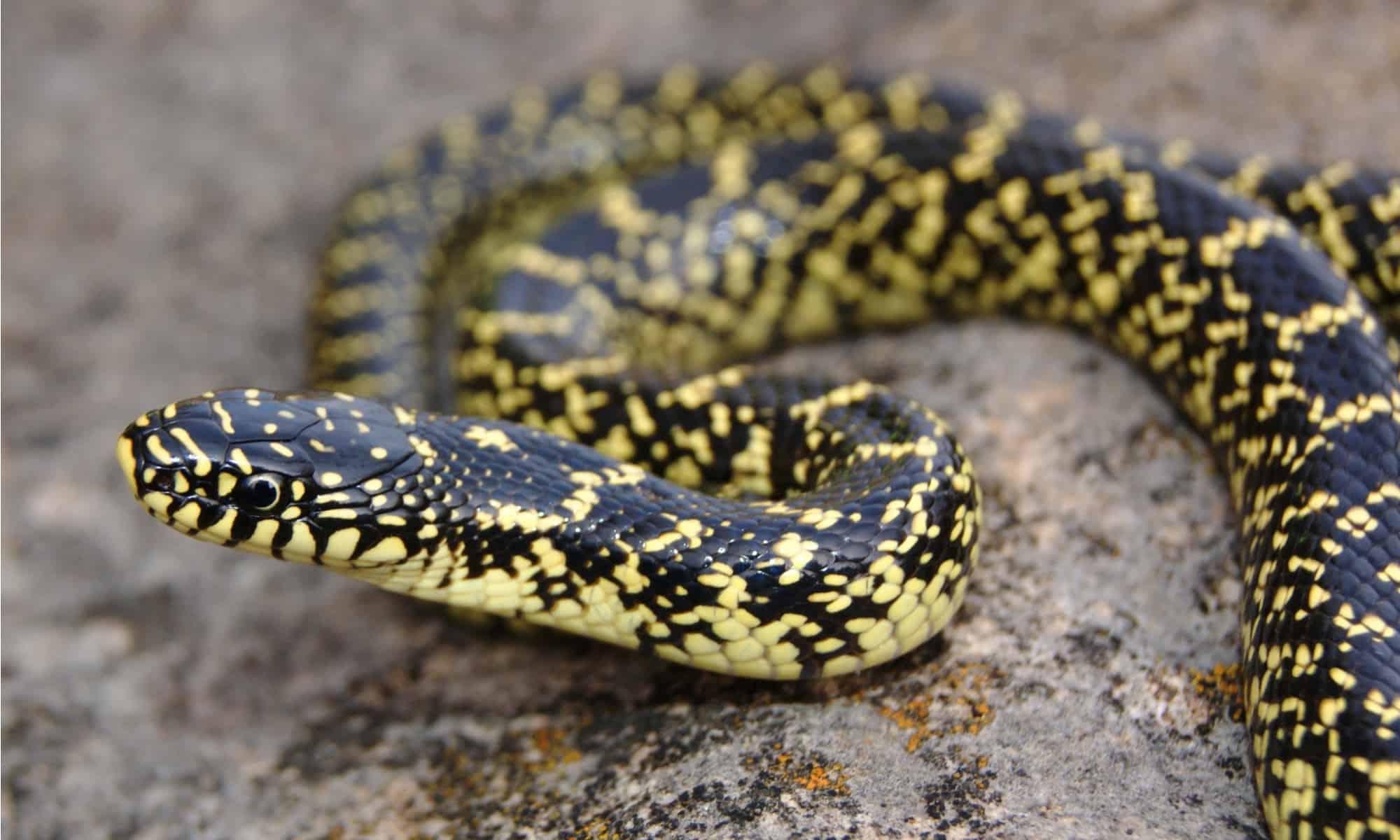 Speckled_Kingsnake