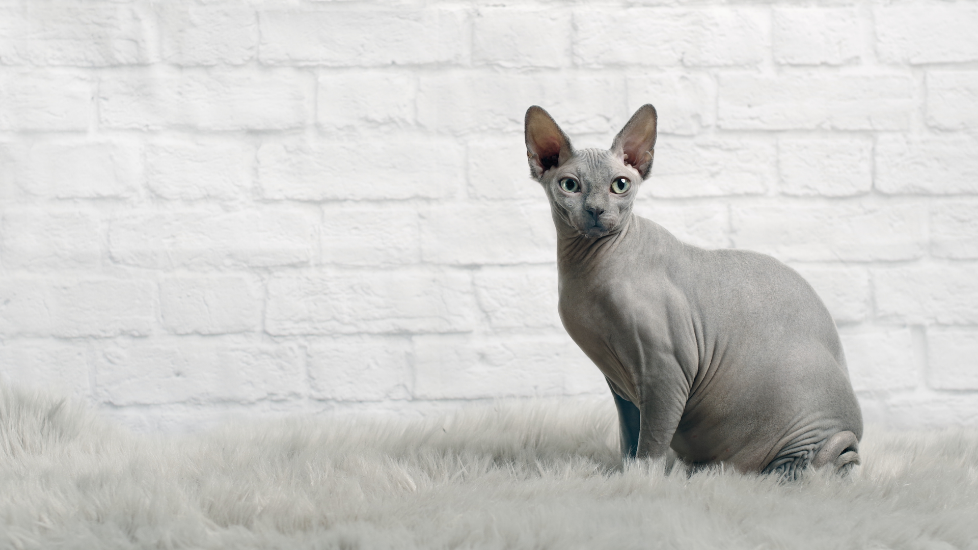 Sphynx_Cat