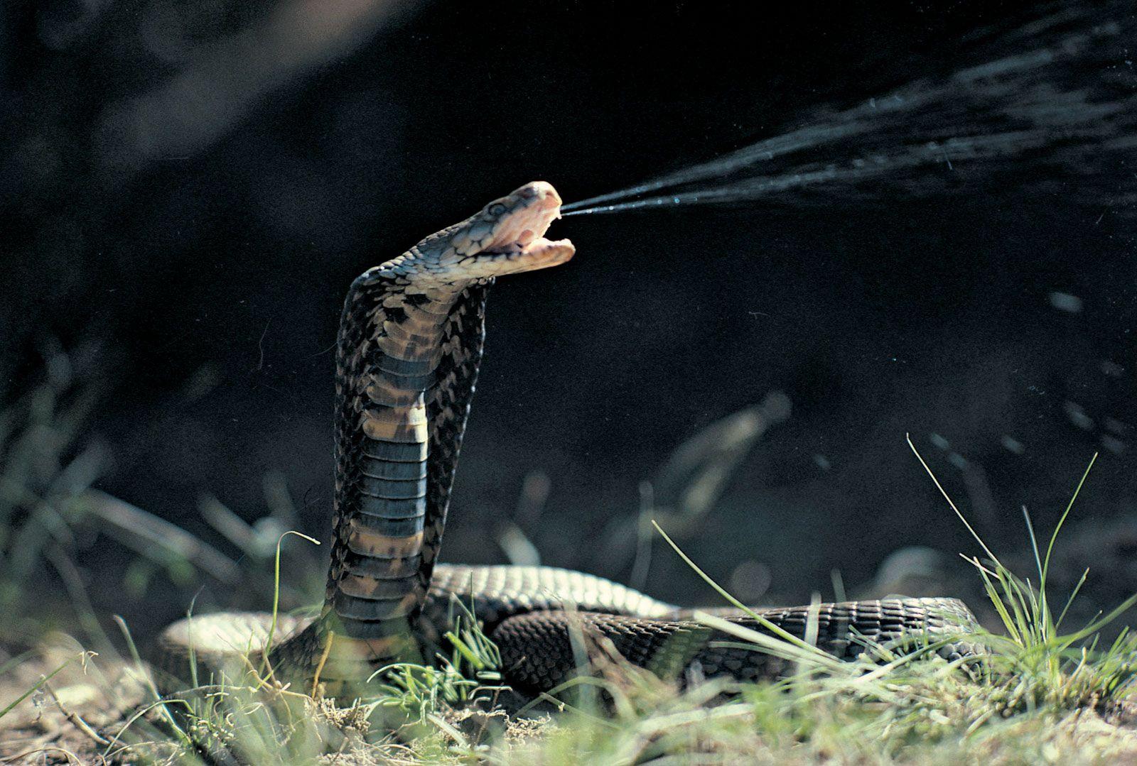 Spitting_Cobra