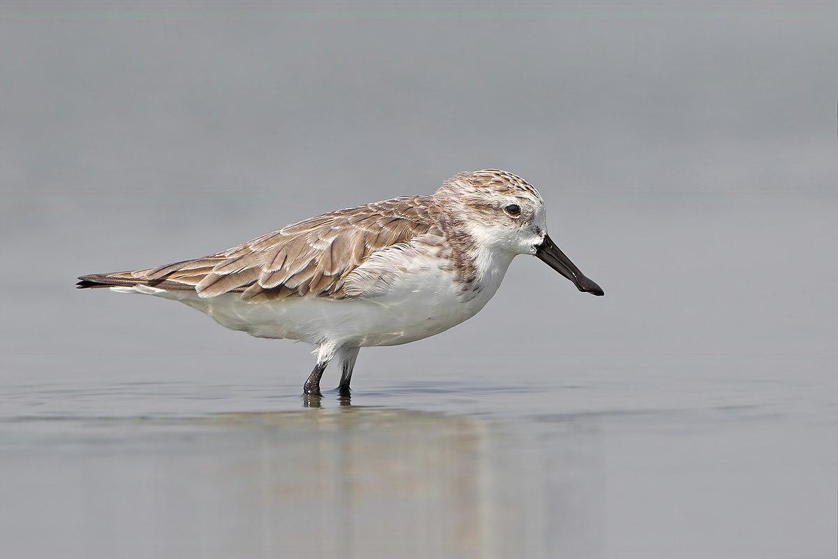 Spoon-billed_Sandpiper_Asia