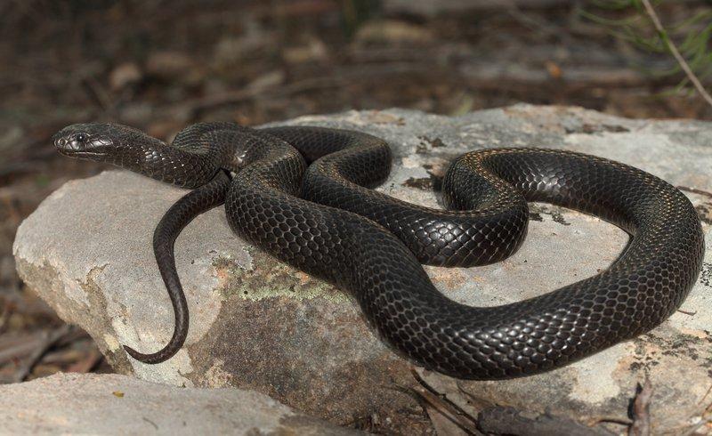 Spotted_Black_Snake