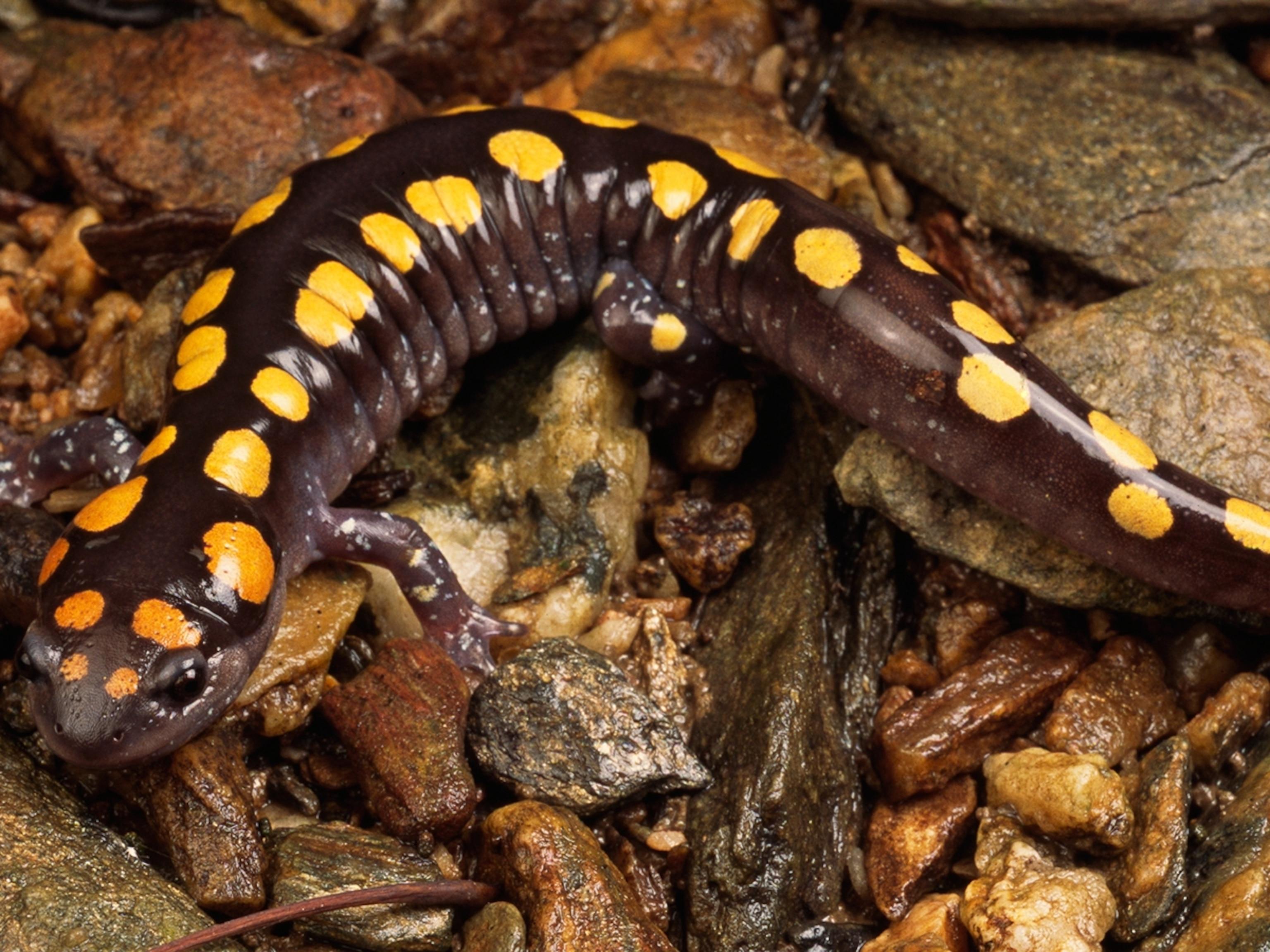 Spotted_Salamander