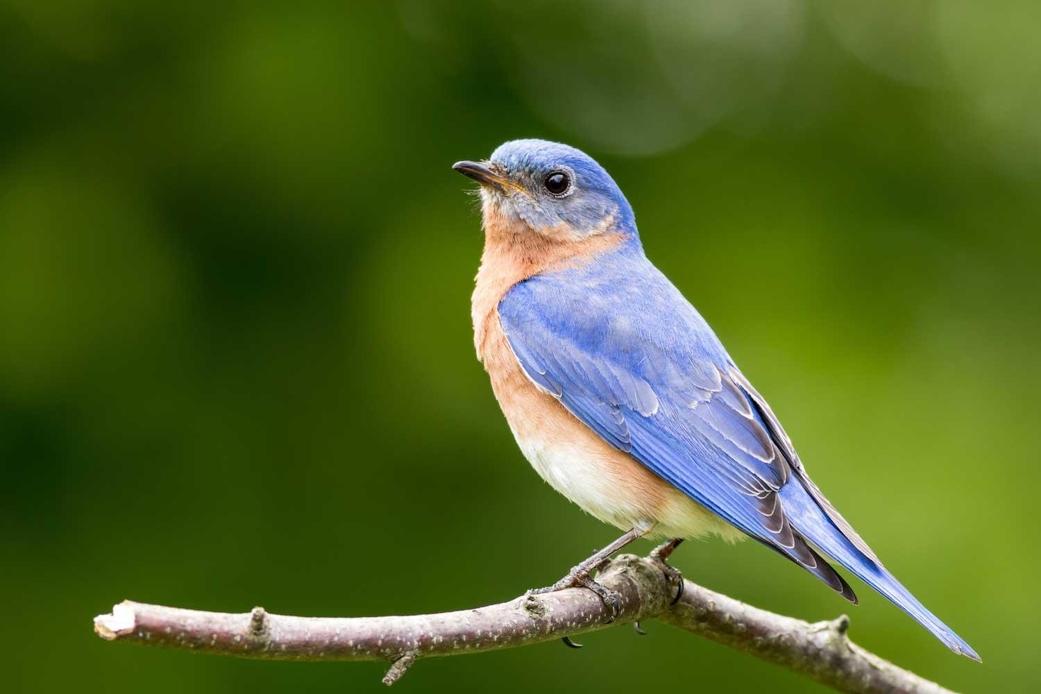 Spring_Animal_Bluebird