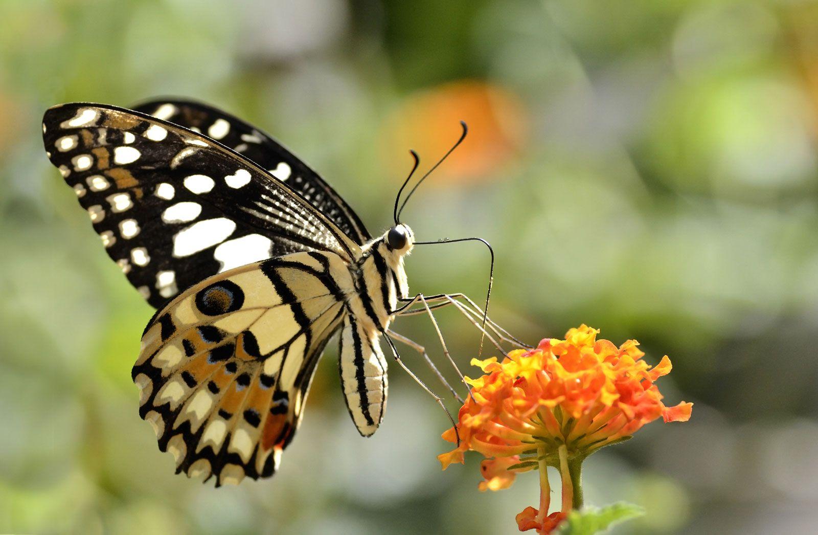 Spring_Animal_Butterfly