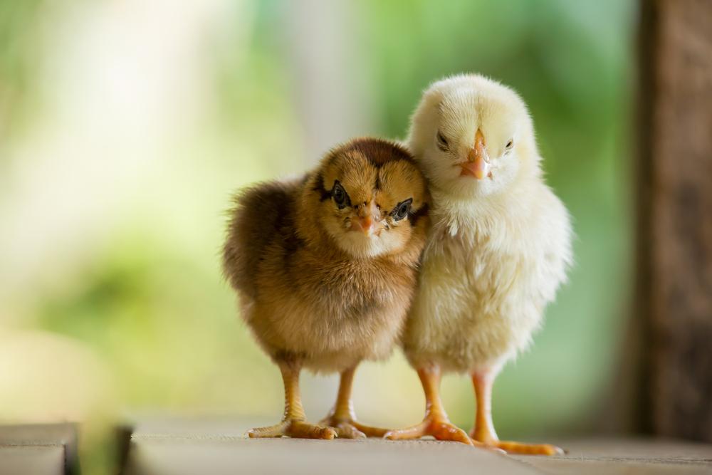 Spring_Animal_Chick