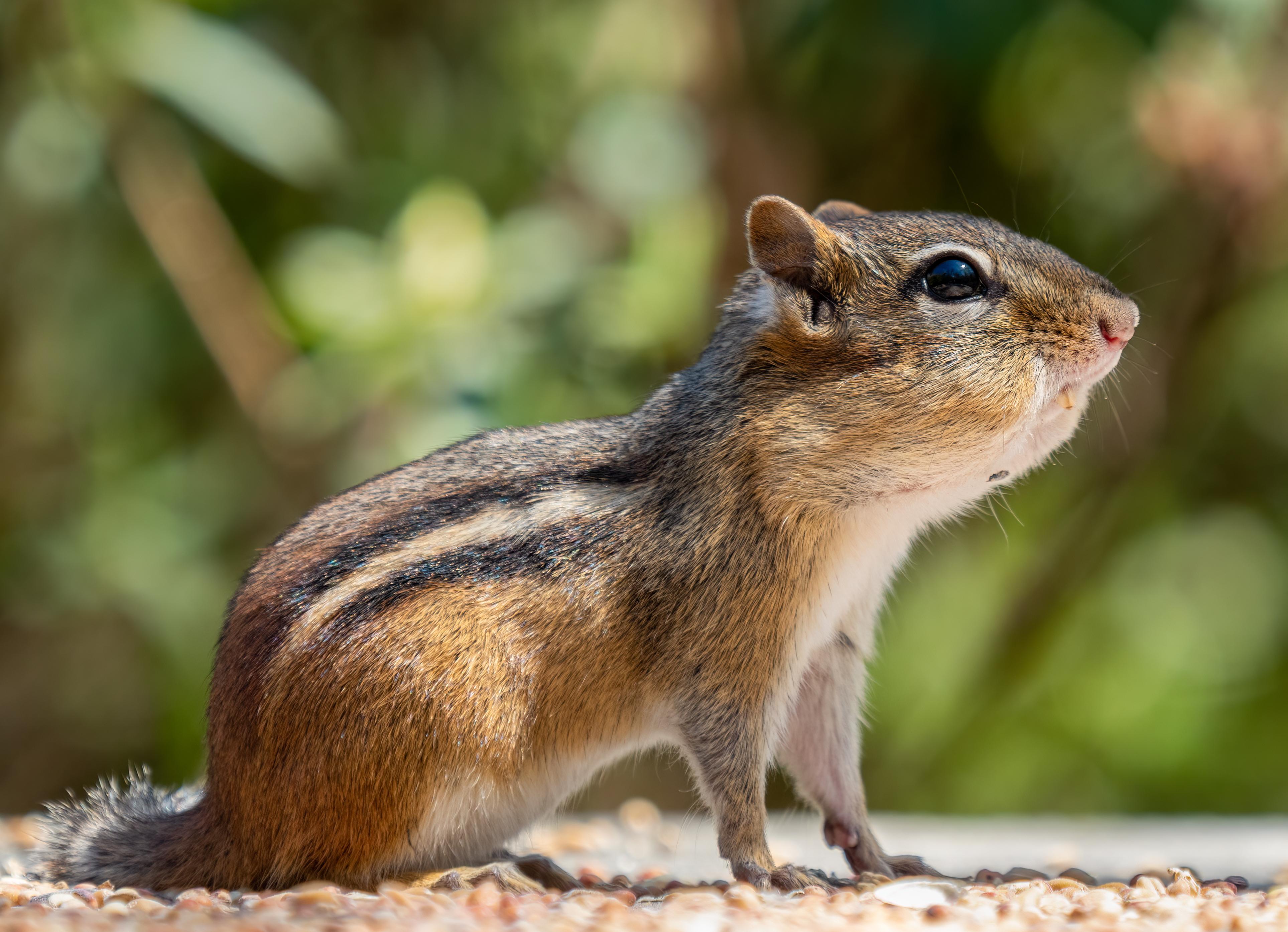 Spring_Animal_Chipmunk