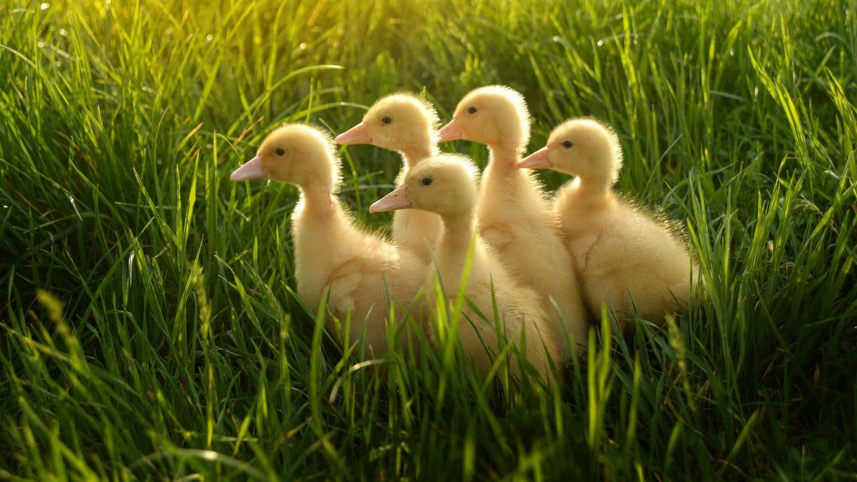 Spring_Animal_Duckling