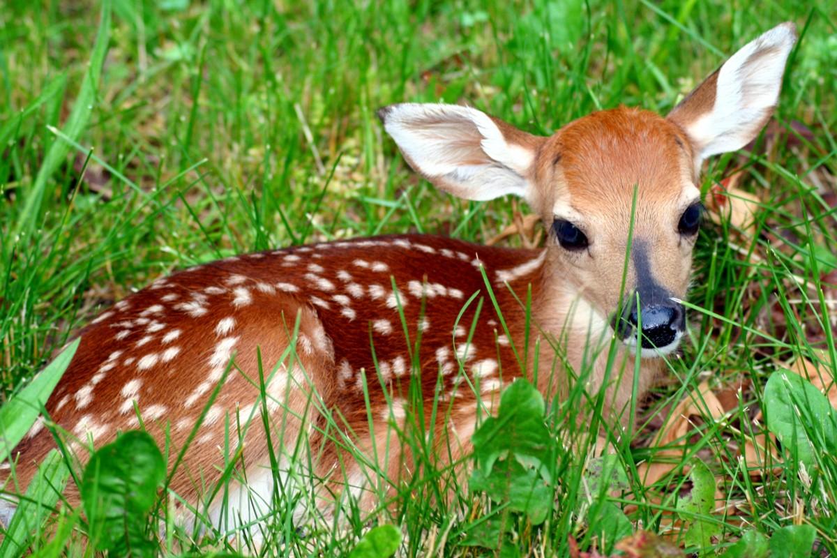 Spring_Animal_Fawn_Young_Deer