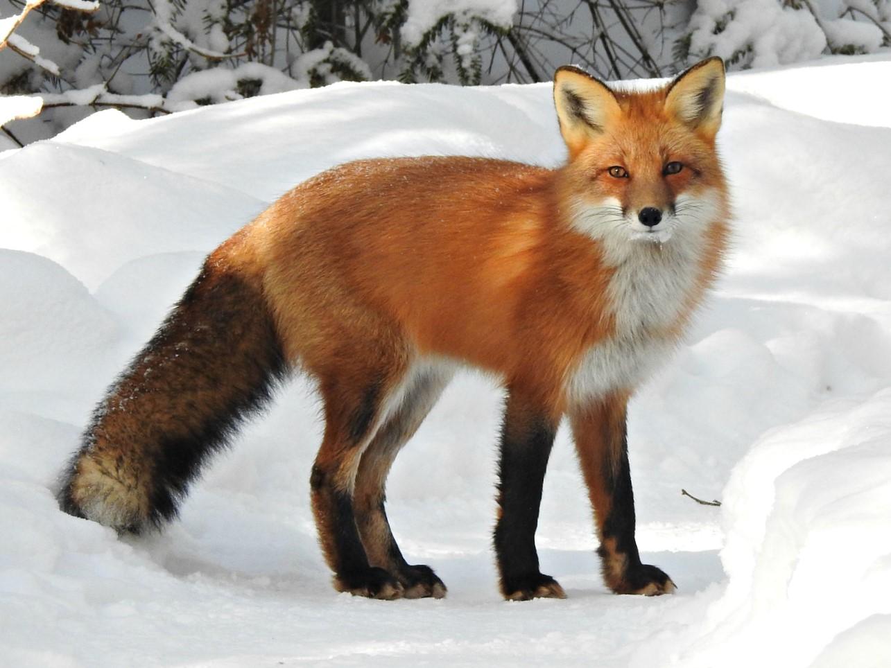 Spring_Animal_Fox