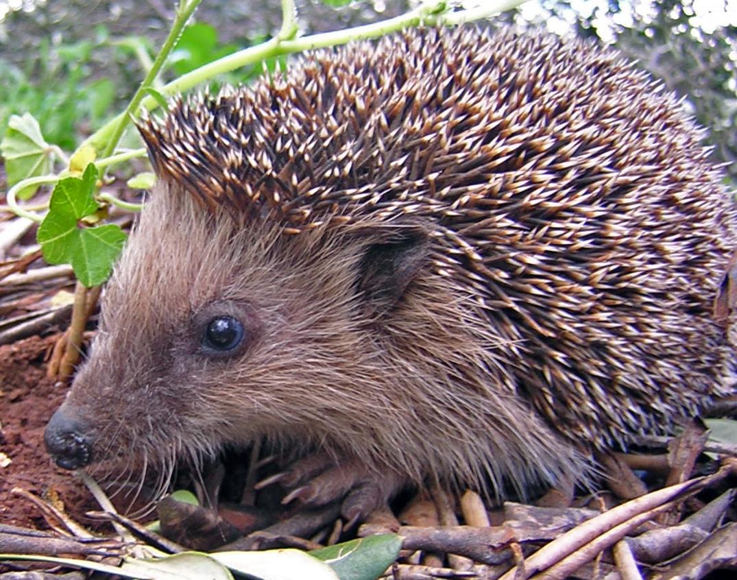 Spring_Animal_Hedgehog