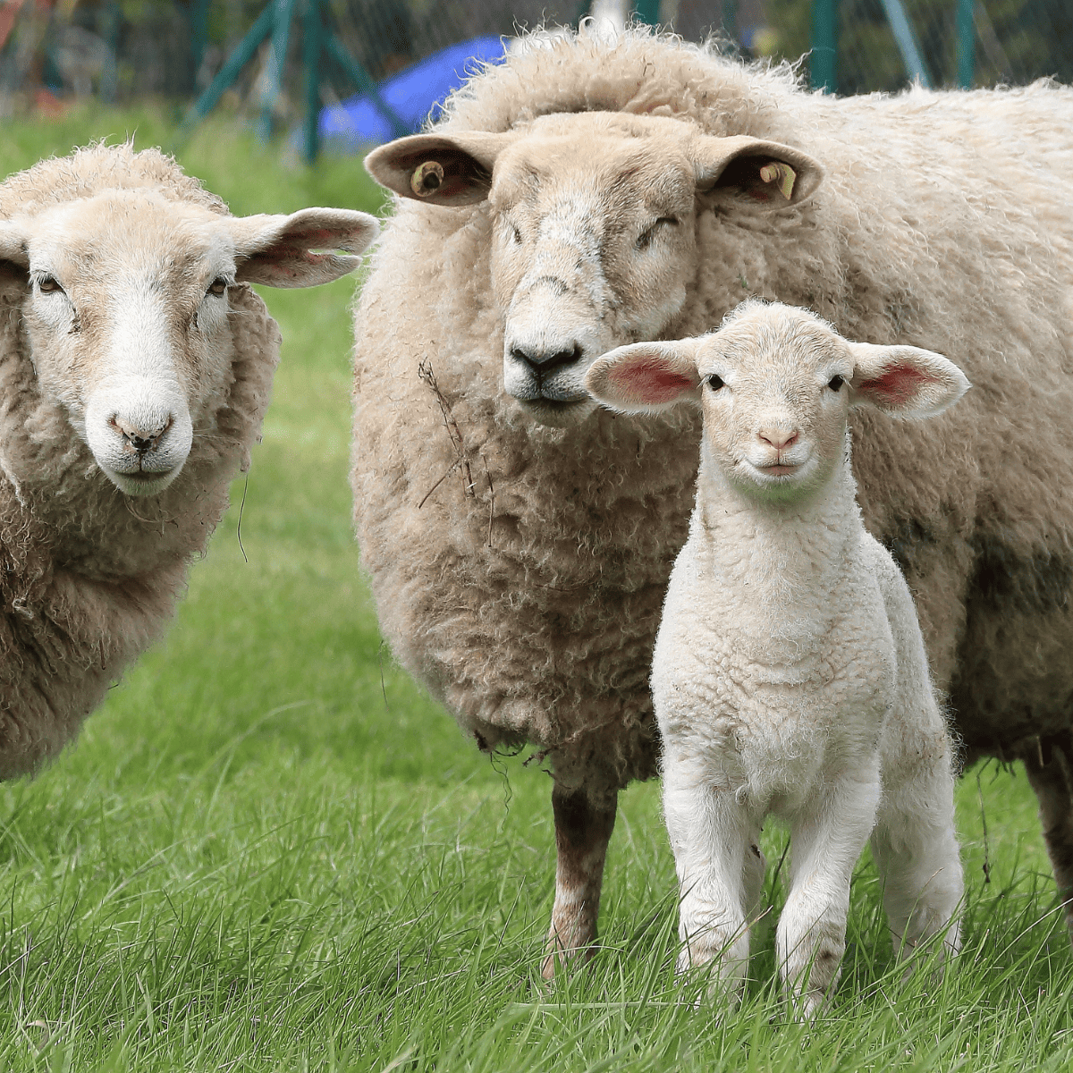 Spring_Animal_Lamb