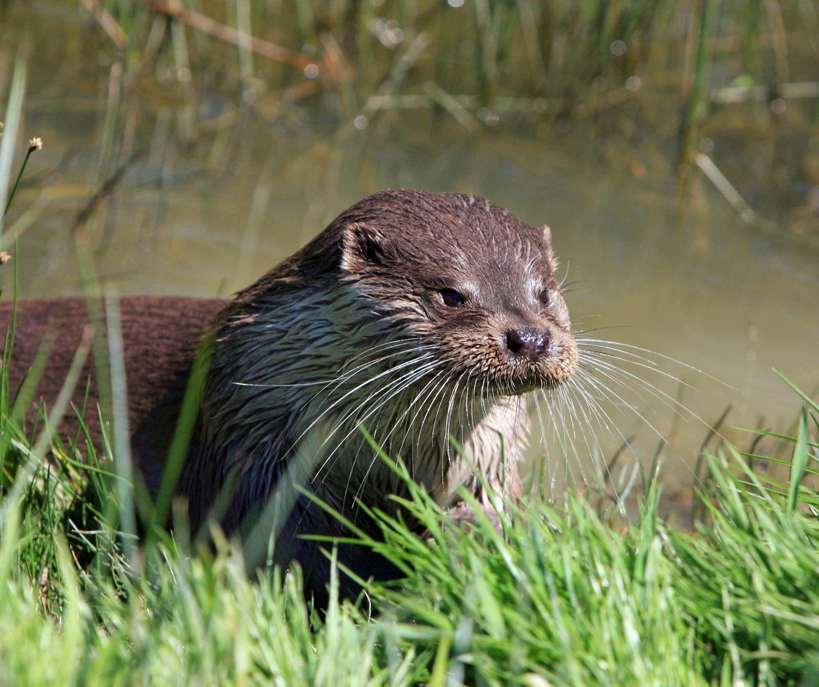 Spring_Animal_Otter