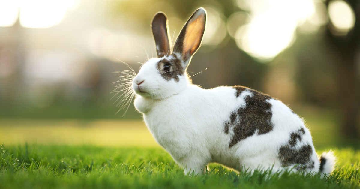 Spring_Animal_Rabbit