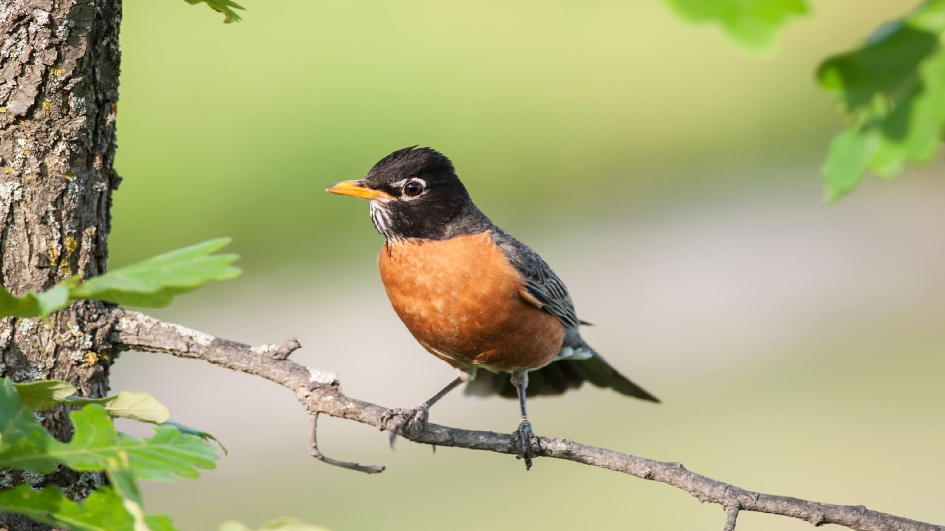 Spring_Animal_Robin