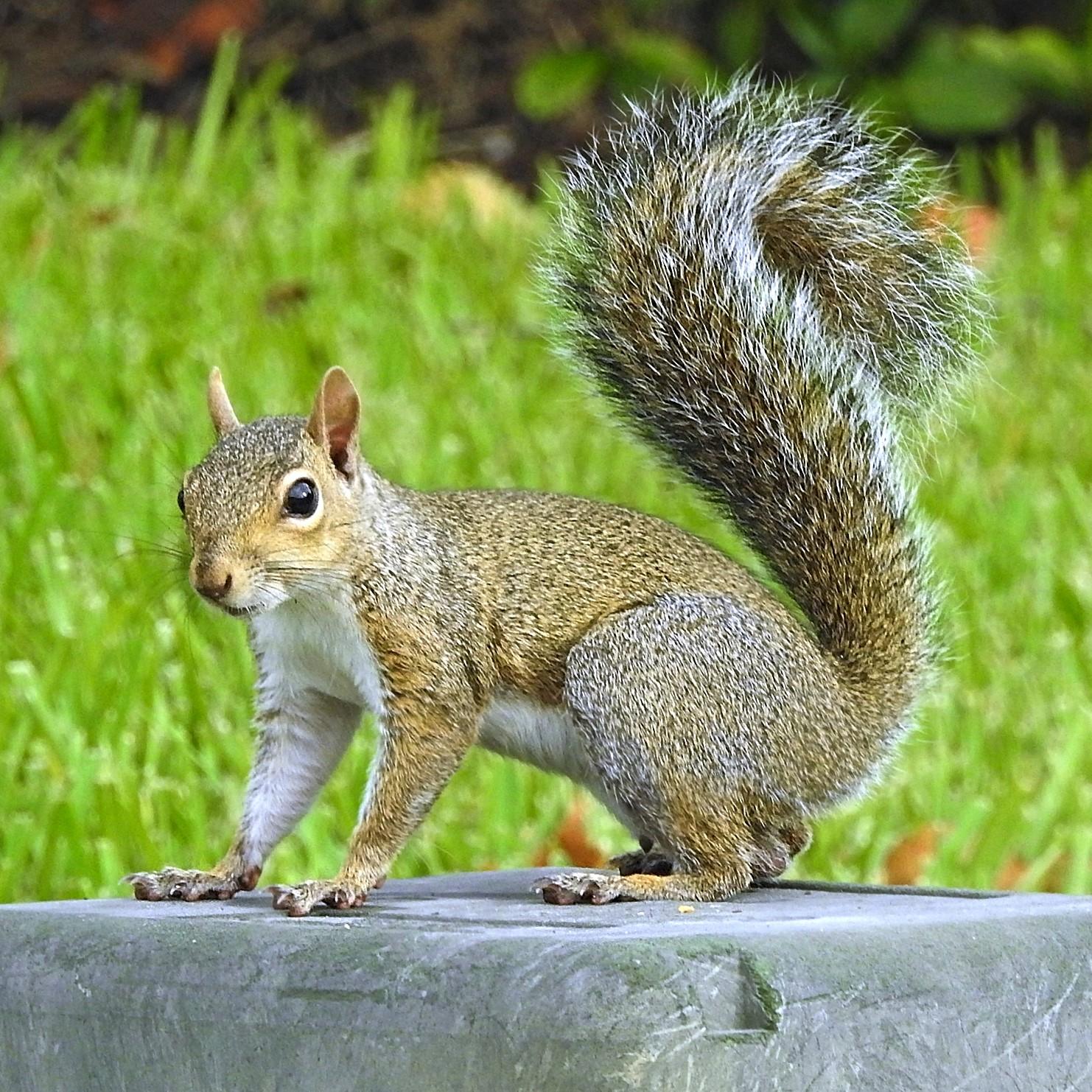 Spring_Animal_Squirrel