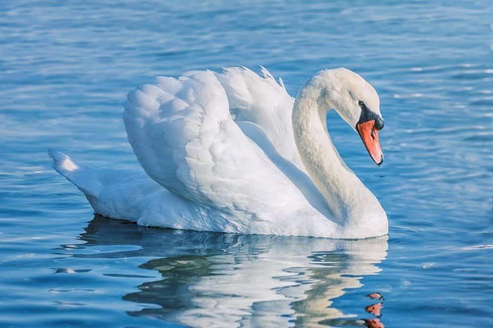 Spring_Animal_Swan