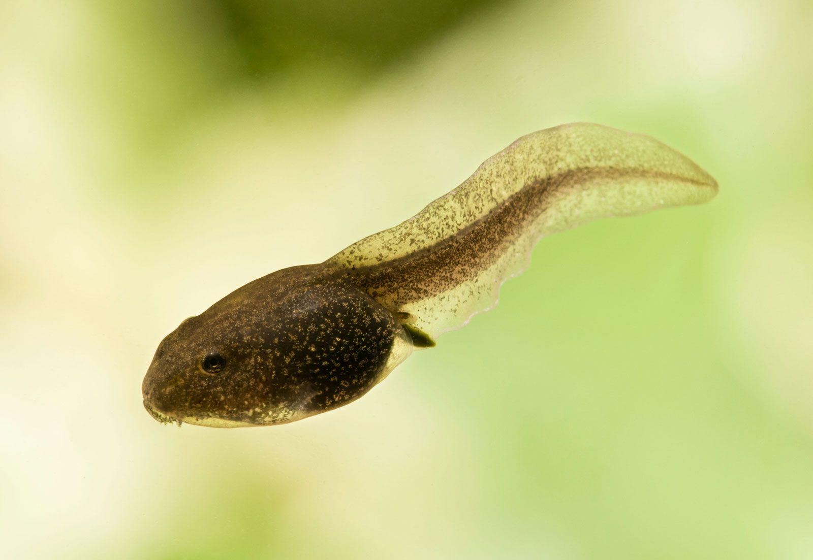 Spring_Animal_Tadpole