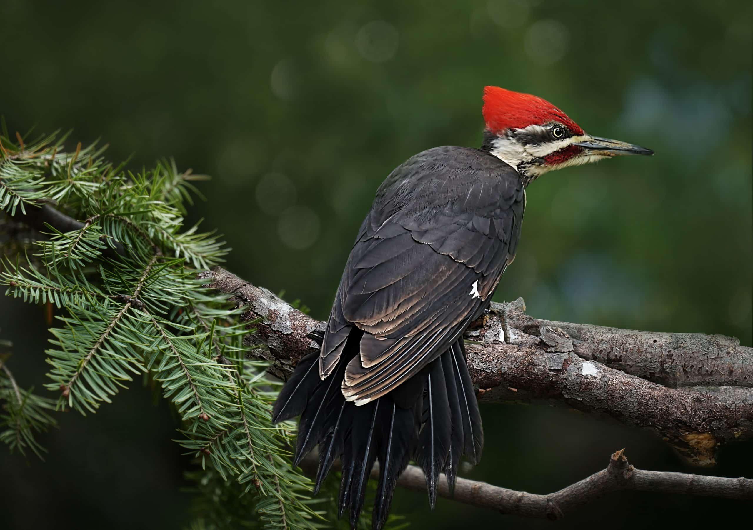 Spring_Animal_Woodpecker