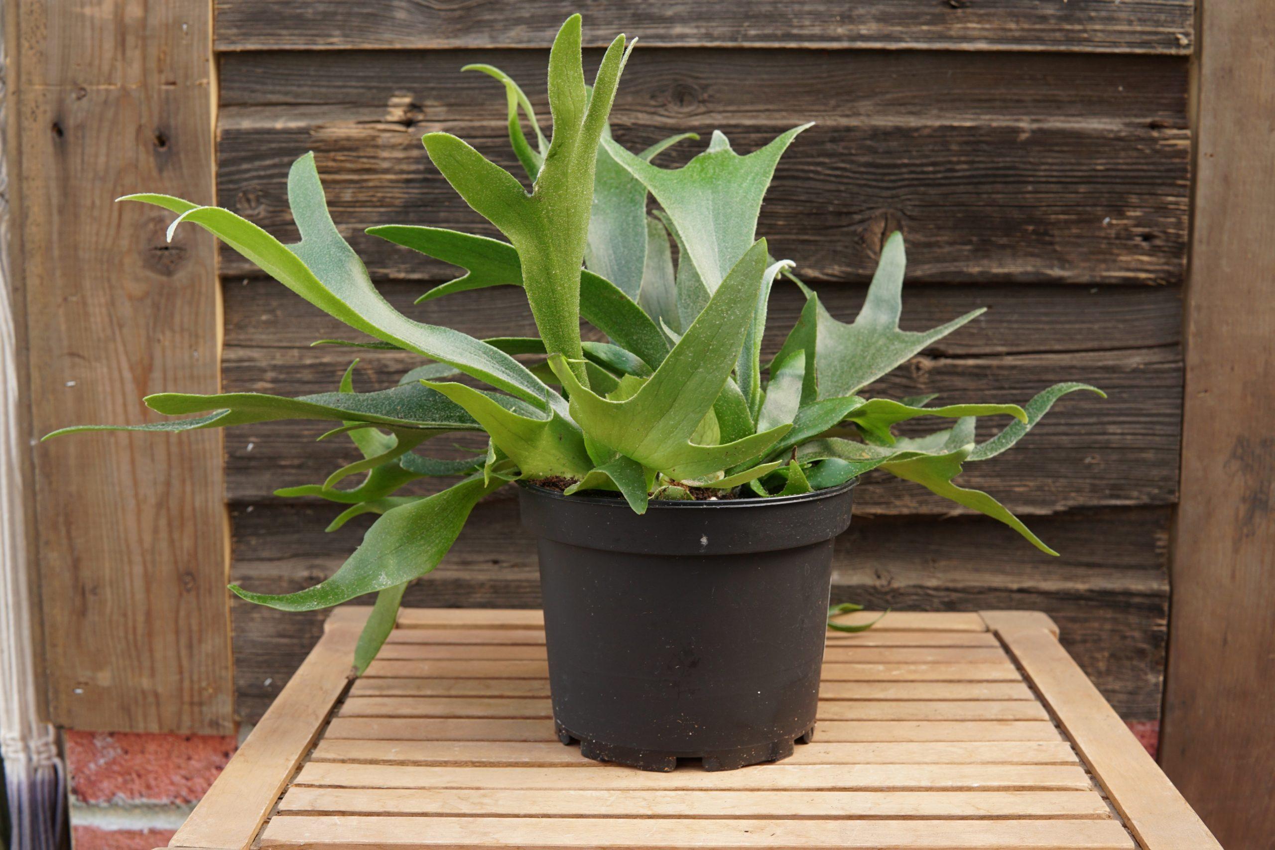 Staghorn_Fern