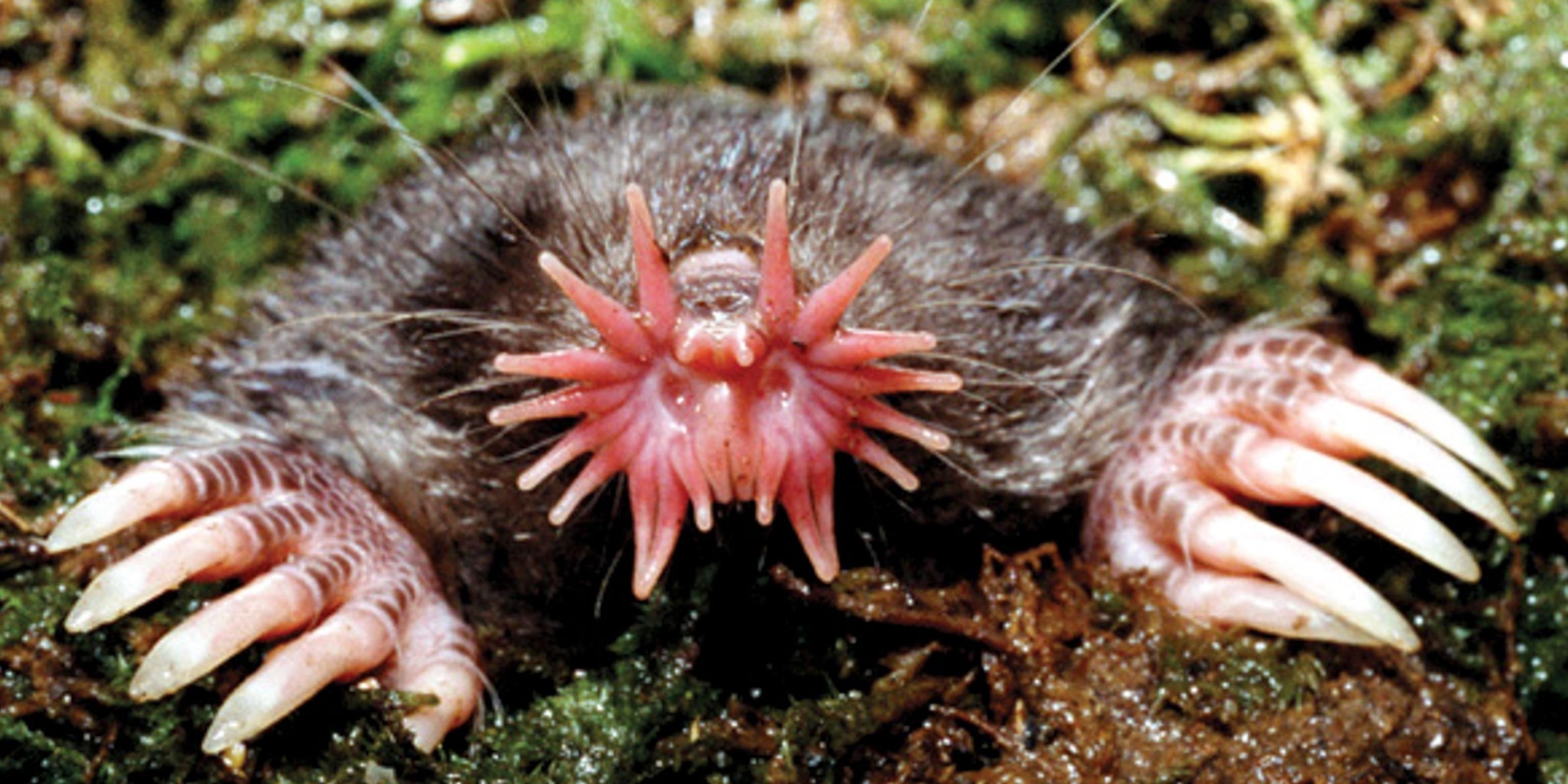 Star-nosed_Mole