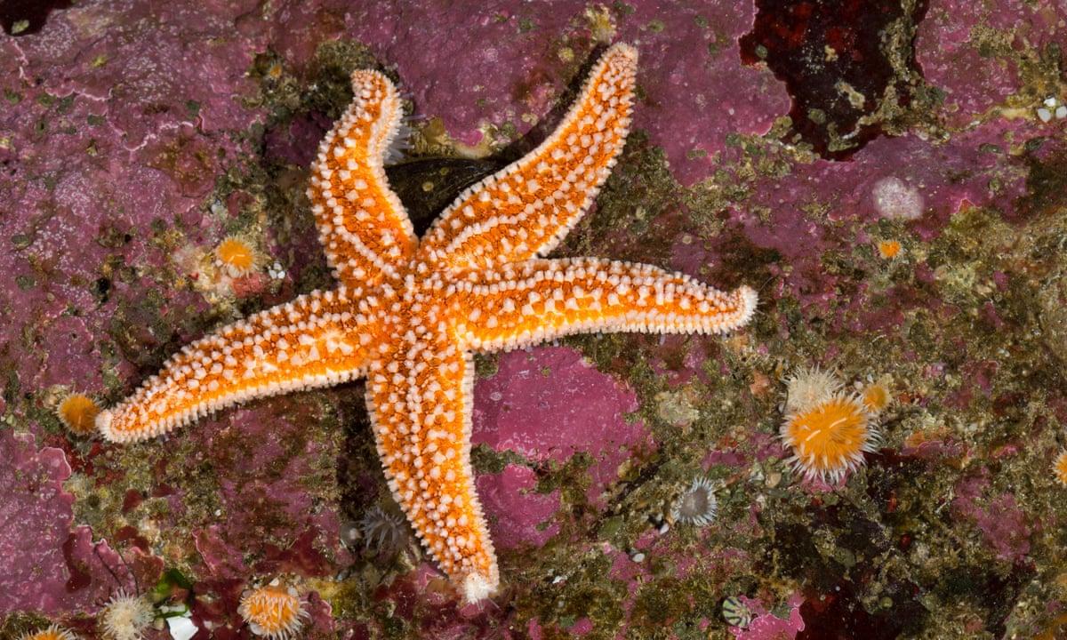 Starfish