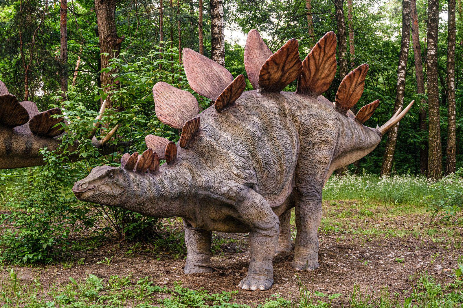 Stegosaurus