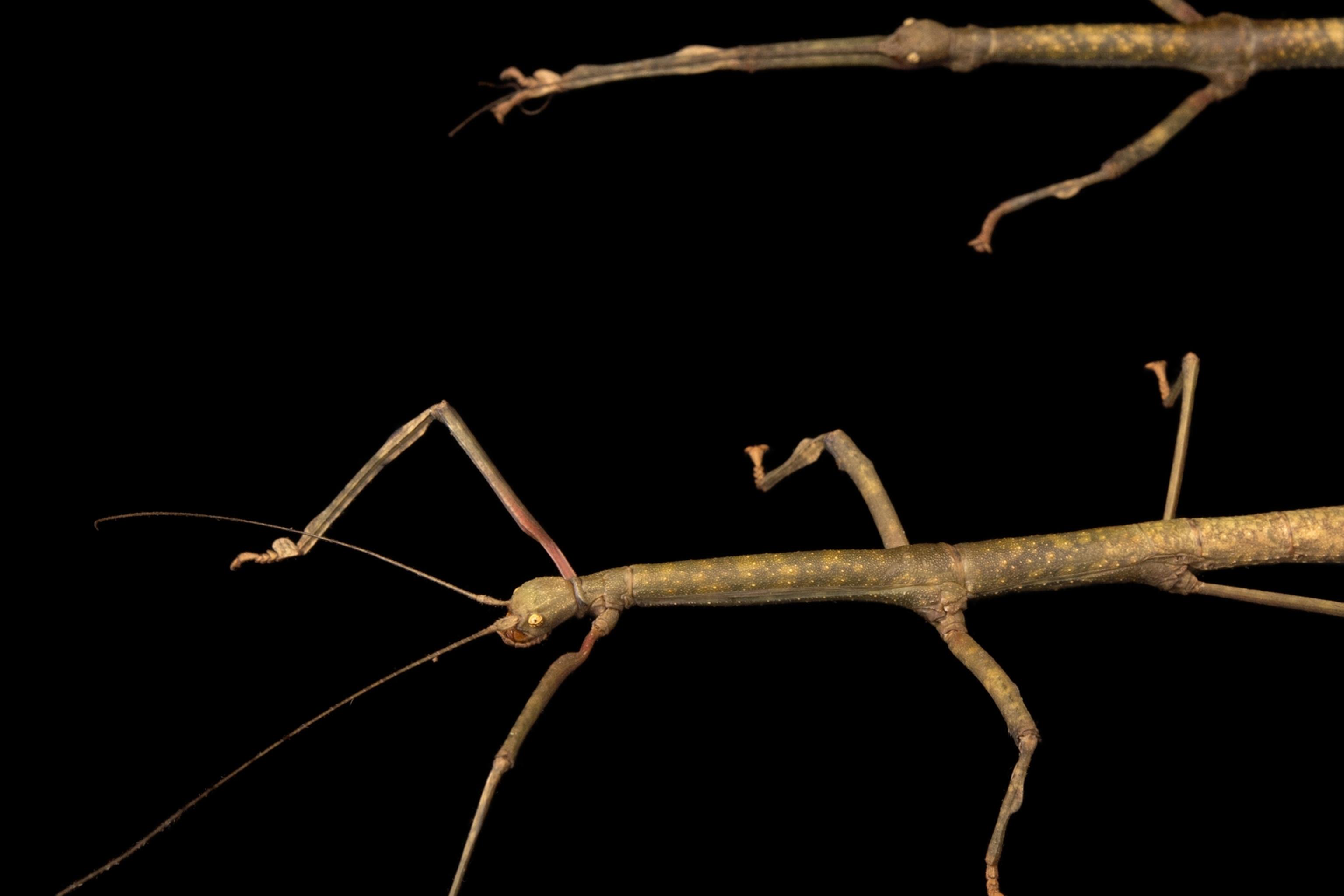 Stick_Insect