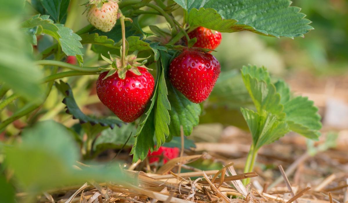 Strawberries