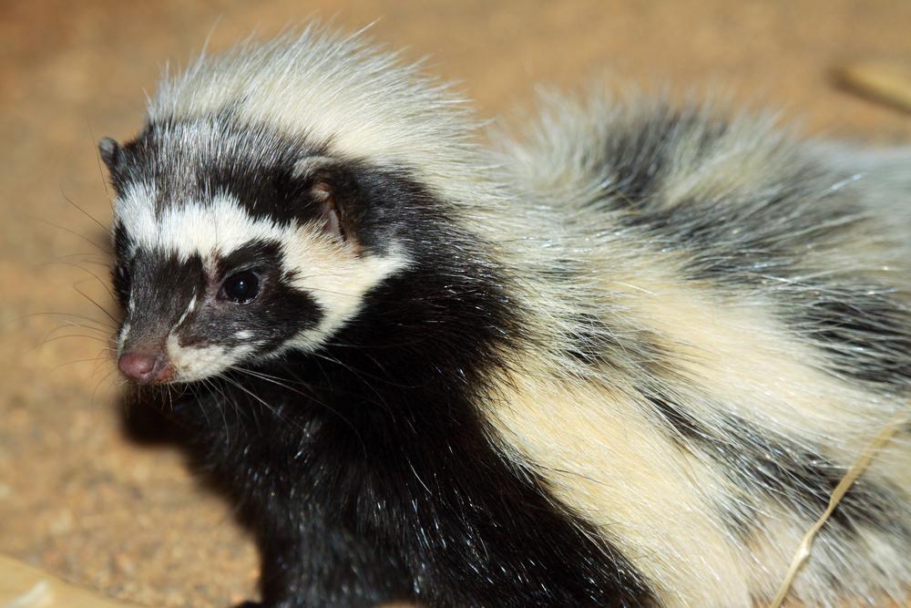 Striped_Polecat