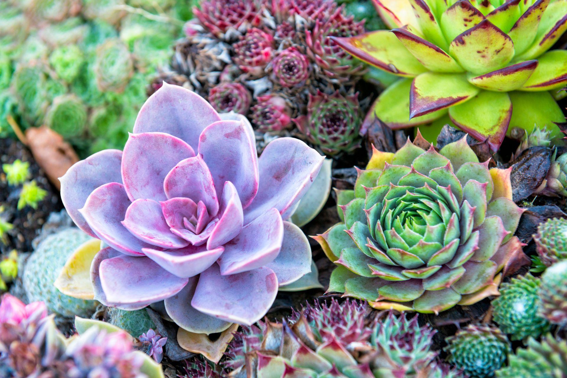 Succulents