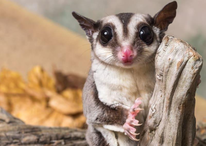 Sugar_Glider