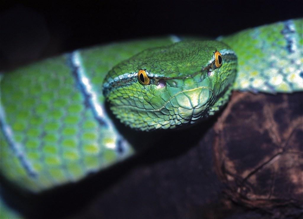 Sulawesi_Pit_Viper