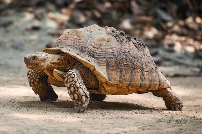 Sulcata_Tortoise