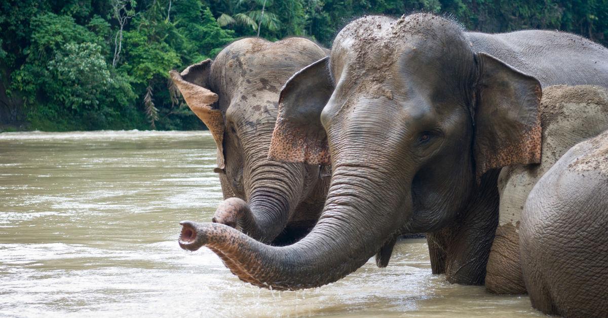 Sumatran_Elephant