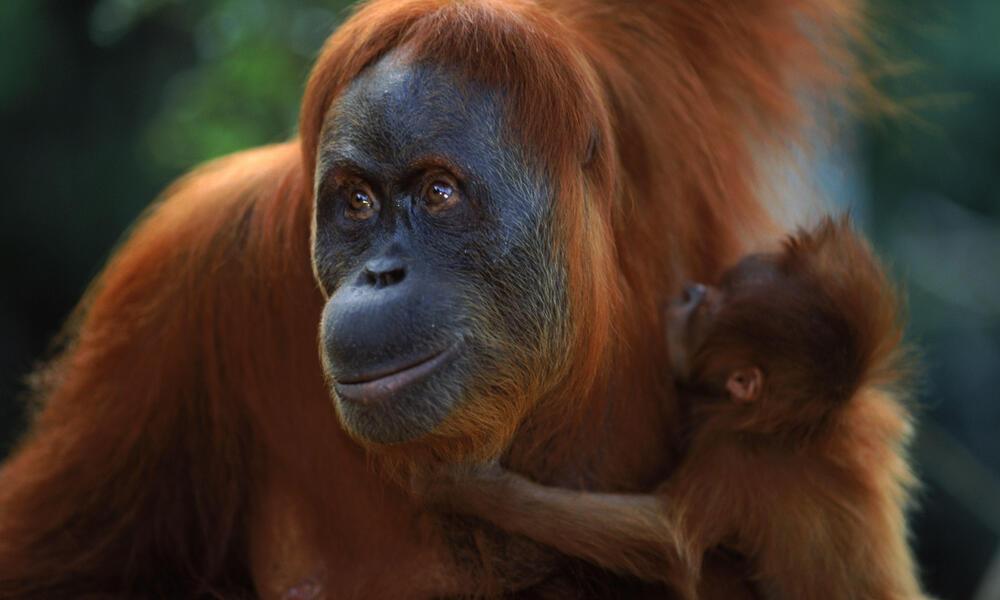 Sumatran_Orangutan