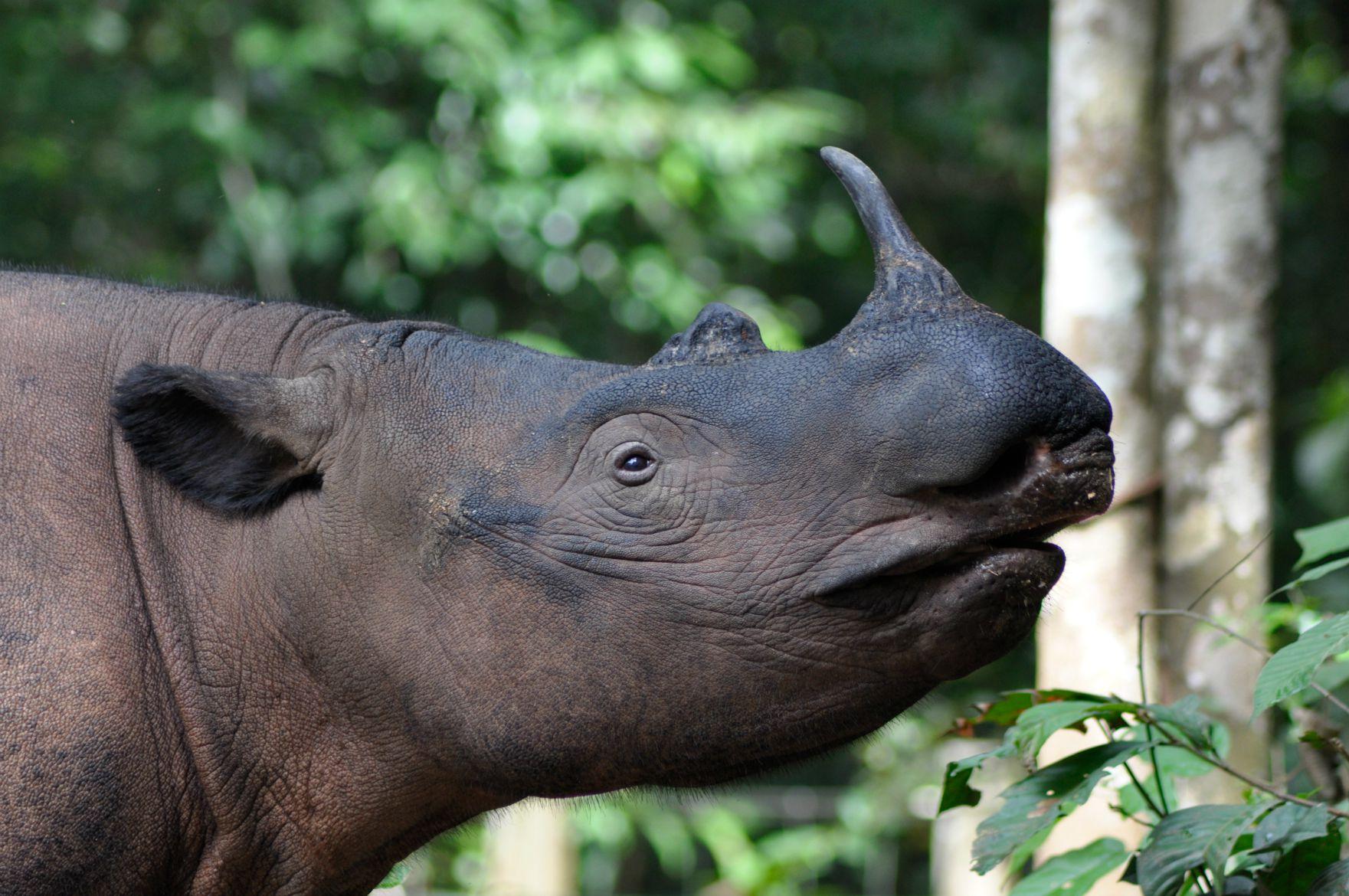 Sumatran_Rhinoceros