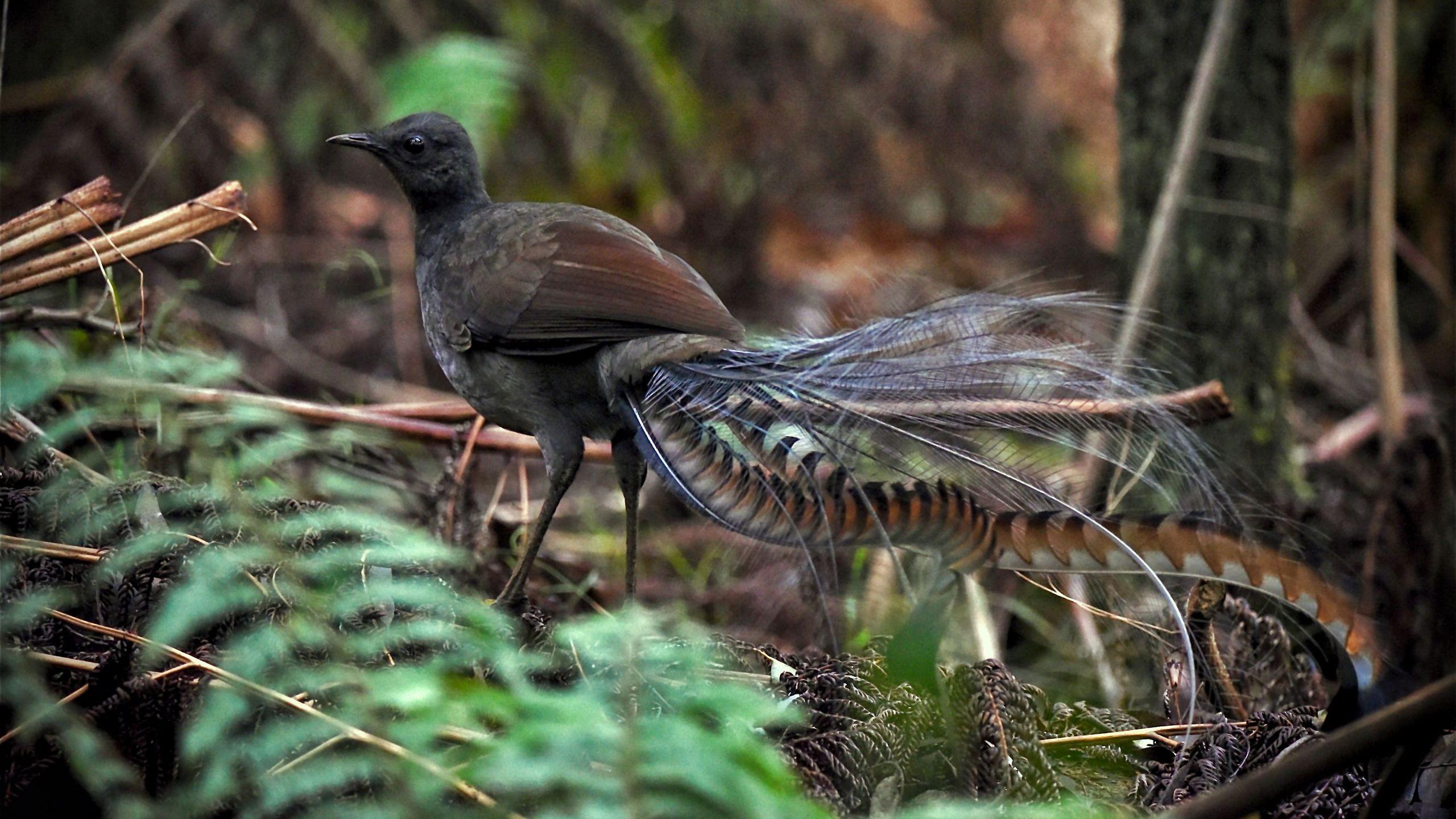 Superb_Lyrebird_Australia