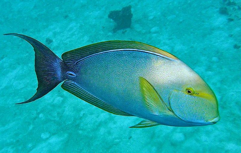 Surgeonfish