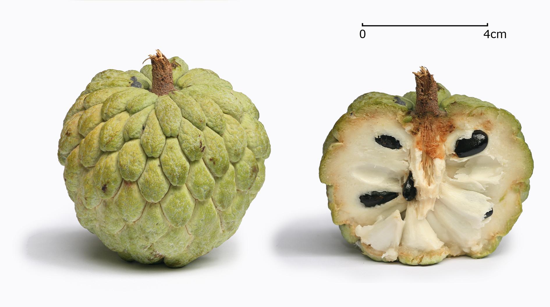 Sweetsop_Sugar_Apple